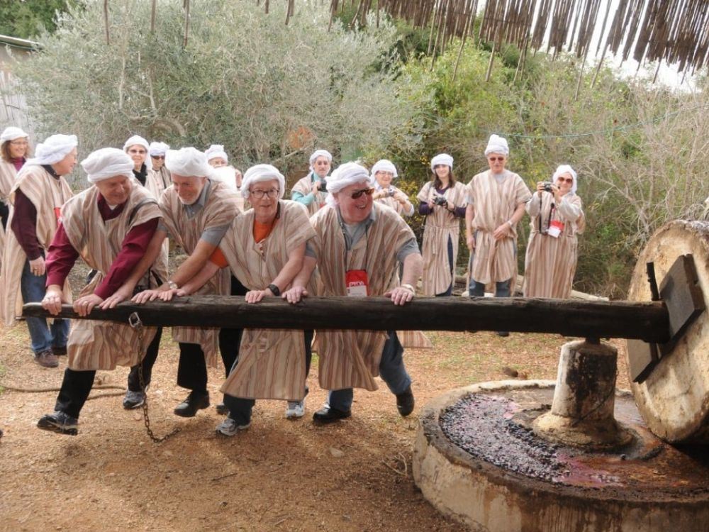 Group pressing olives using traditional beam press at Kfar Kedem biblical village